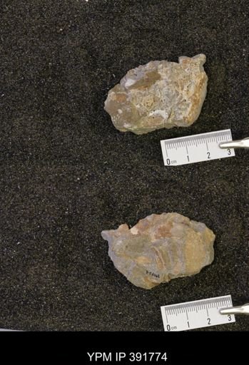 Scaphites whitfieldi