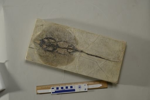 Heliobatis radians
