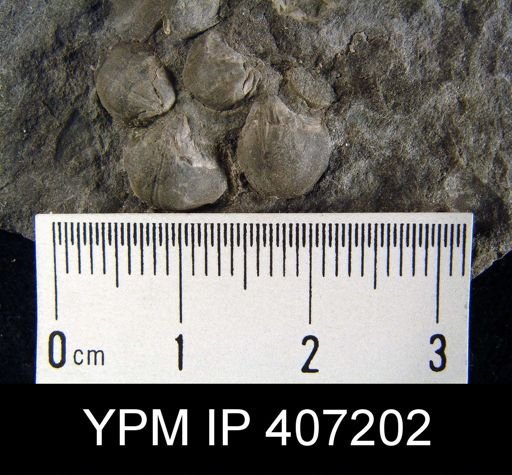 Ambocoelia sp.