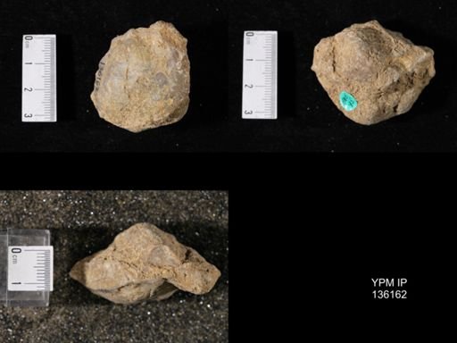 Productus (Linoproductus) lineatus