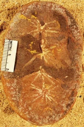 Annularia