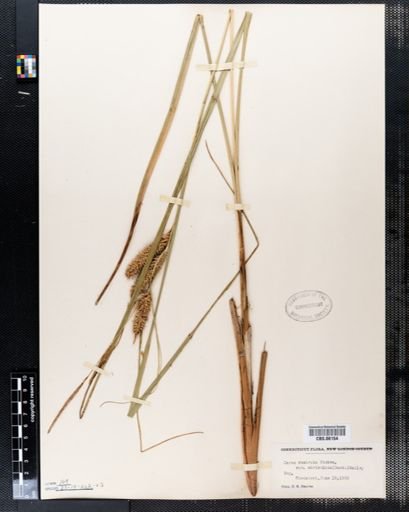 Carex rostrata