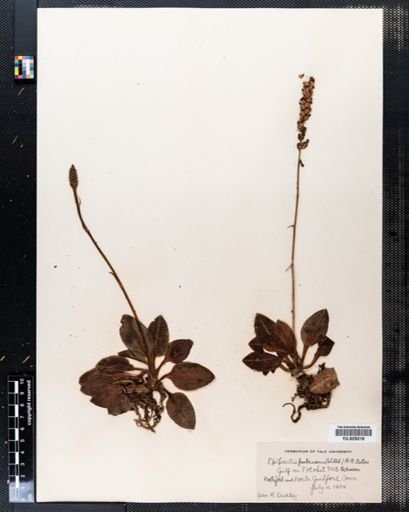 Epipactis pubescens