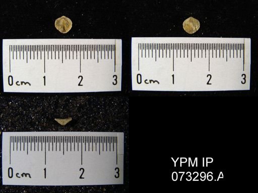 Coelospira saffordi