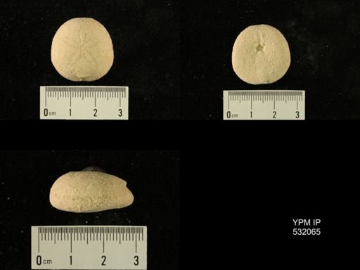 Rhyncholampas gouldii