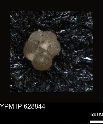 undet. Foraminiferida