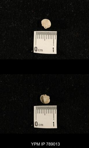 undet. Brachiopoda