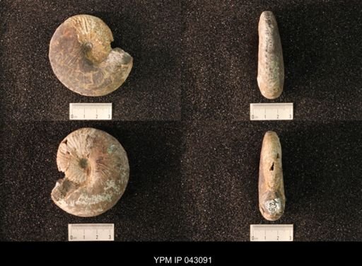 Hoploscaphites nicolletii