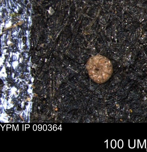 Ammobaculoides whitneyi