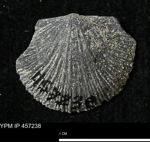 Stropheodonta erratica fissicosta
