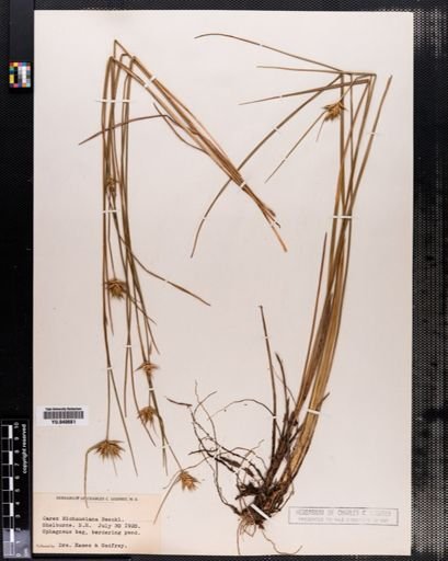 Carex michauxiana
