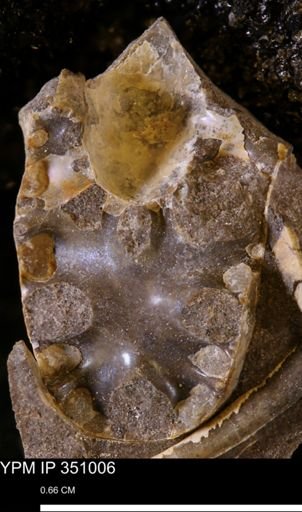 undet. Scaphitidae