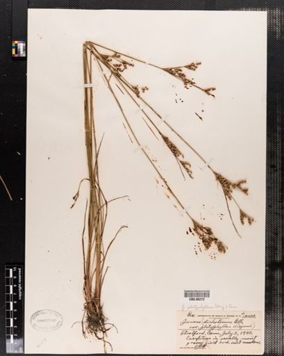 Juncus platyphyllus