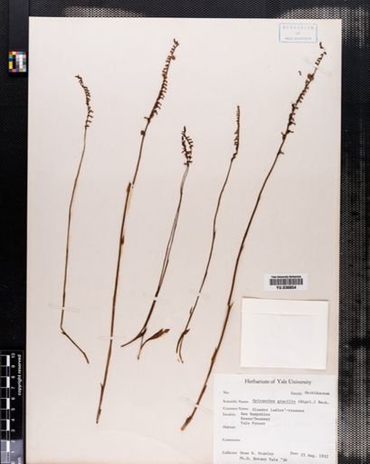 Spiranthes gracilis