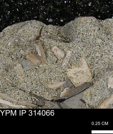 undet. Scaphopoda