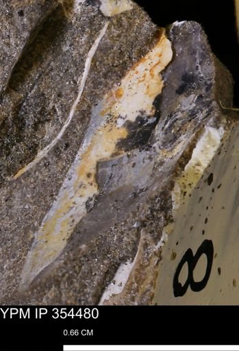undet. Mollusca