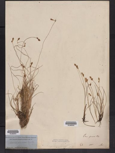 Carex