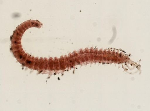 Myrianida