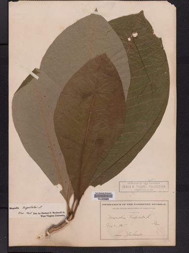 Magnolia tripetala