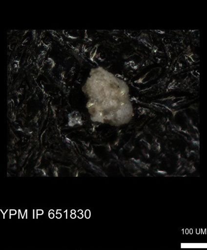 undet. Rugoglobigerinidae