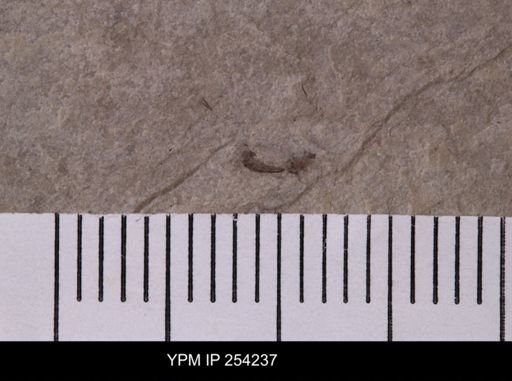 Diptera