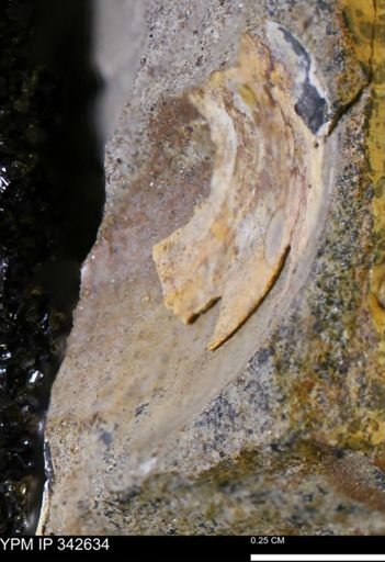 undet. Mollusca