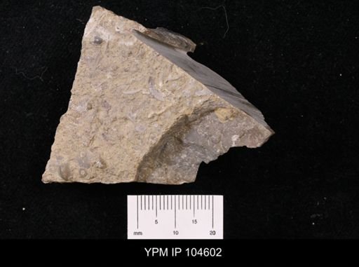 Ptilodictya ensiformis