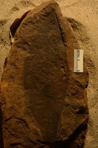 Proteoides daphnogenoides