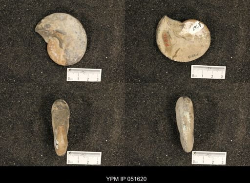 Hoploscaphites nicolletii
