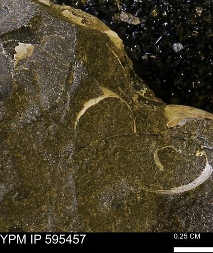 Protocardia sp.