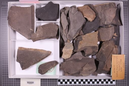 mixed taxa, stratigraphic collection