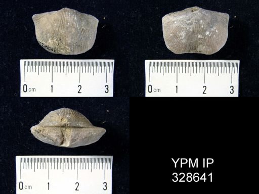 Hebertella occidentalis
