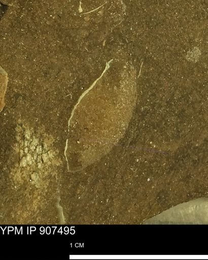 undet. Mollusca