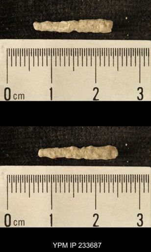 Archaeocidaris sp.
