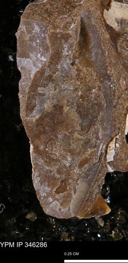 undet. Mollusca