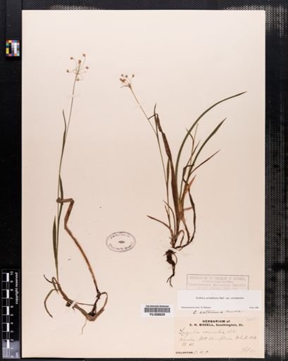 Luzula acuminata