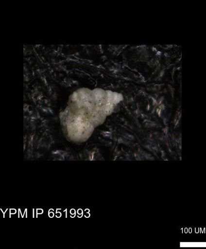undet. Heterohelicidae