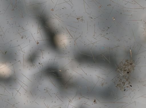Hymedesmia sp.