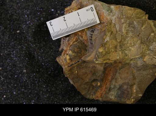 undet. Scaphitidae