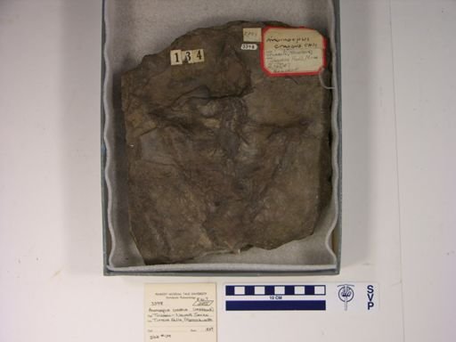 Anomoepus intermedius