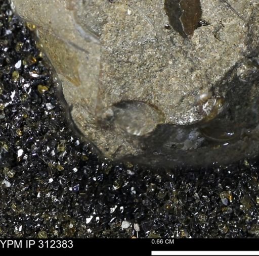 undet. Ammonoidea