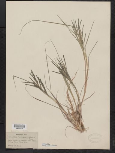 Leptochloa fascicularis