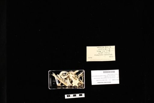 Sphoeroides maculatus