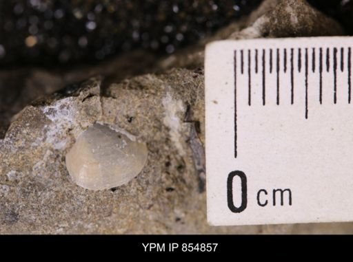 Protocardia?