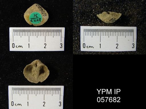 Gypidula multicostata