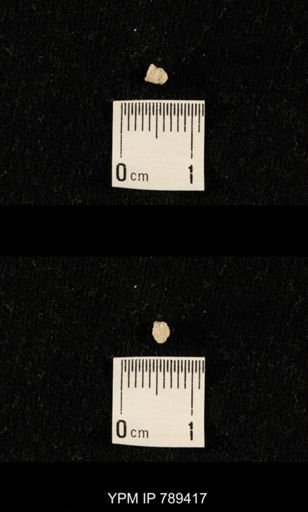 undet. Bryozoa