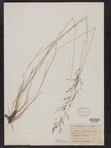 Agrostis canina