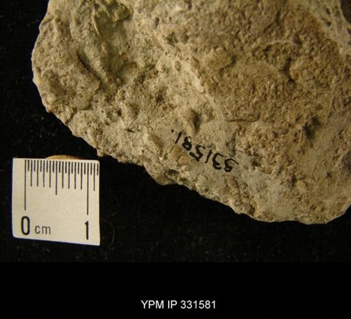 undet. Gastropoda