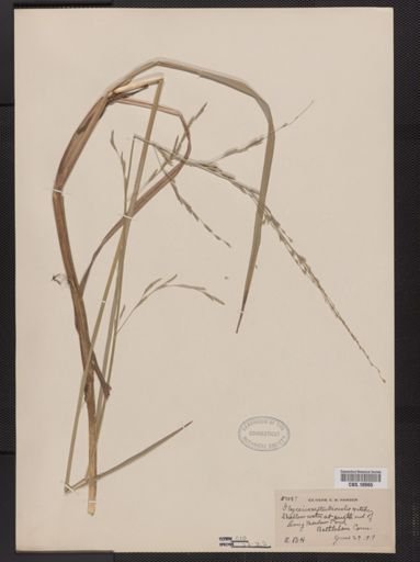 Glyceria septentrionalis