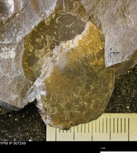 Sphenodiscus
